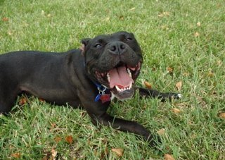 Black Dog Syndrome St Louis Dogs